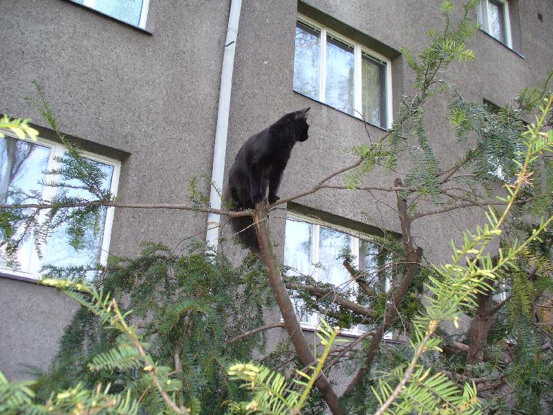 Foto: Mikeš-Kdo vyšplhá výš než já???