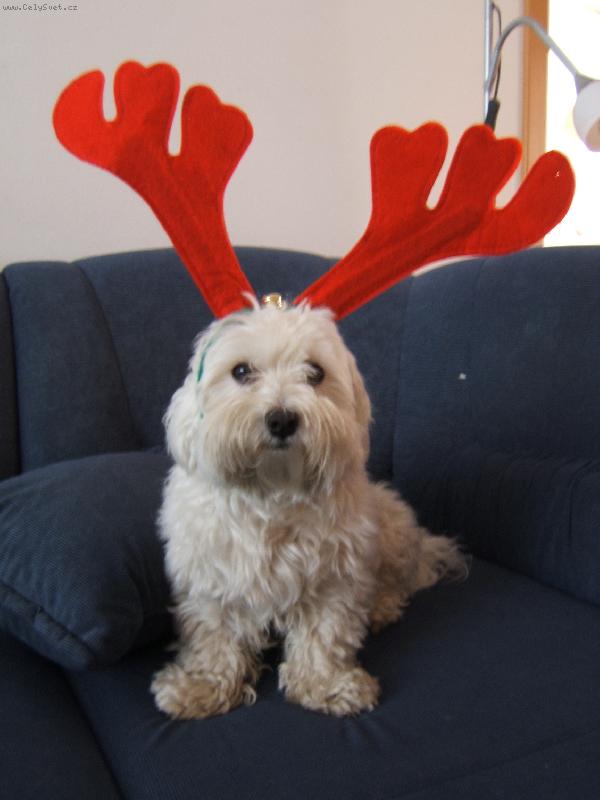 Foto: Nahradní sobííííííík!!!!;o)