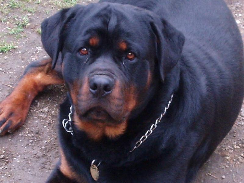 Foto: Pozor "zlý" pes!