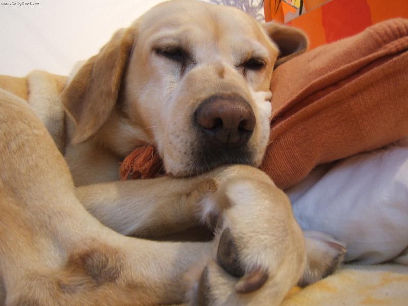 Foto: Pohoda, klídek a ........-Ten polštářek je ale nějak měkký!!!;o)