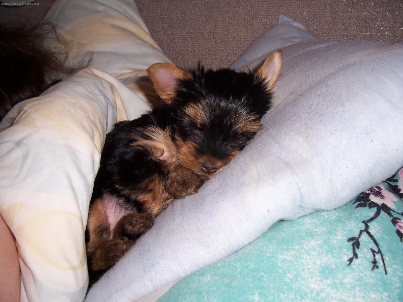 Foto: Terezka-u pánečků v posteli se mi spí ze všeho nejlíp