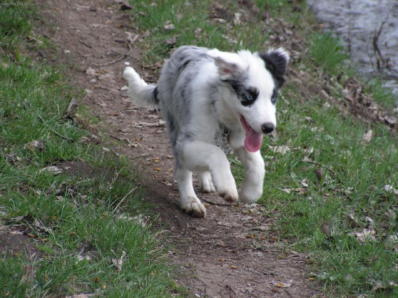 Foto: Honem za paničkou