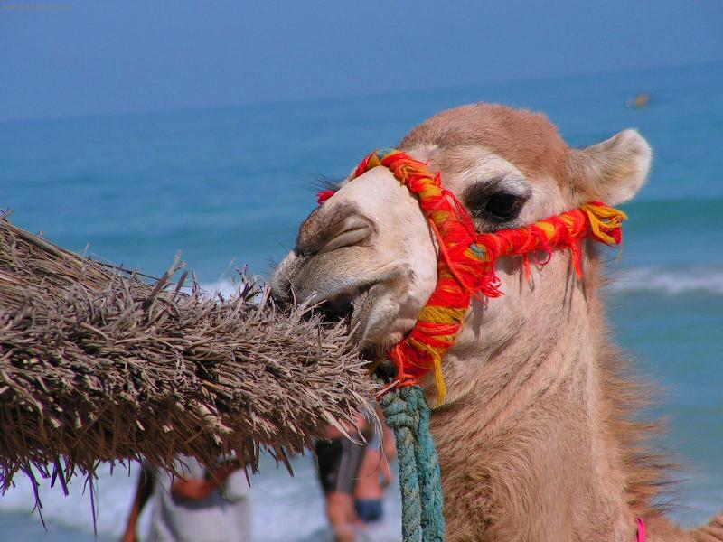 Foto: Svačinka-Svačinka na pláži