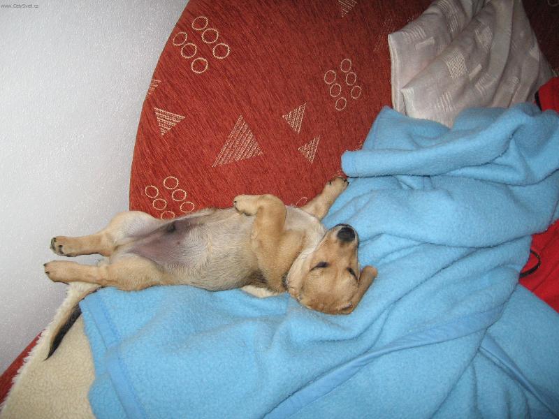 Foto: odpočinek-Nech si něco pěkného zdát