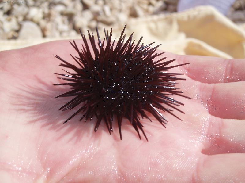 Foto: Mořský ježek