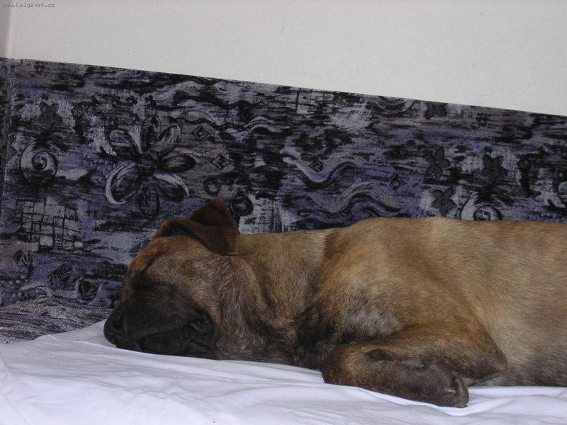 Foto: Baggy- bandog-Baggynka spinká:)