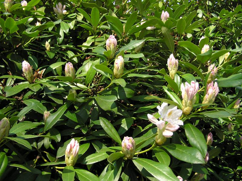 Foto: Rododendron - samé popě-hurá jaro je krásné, nádherné.....