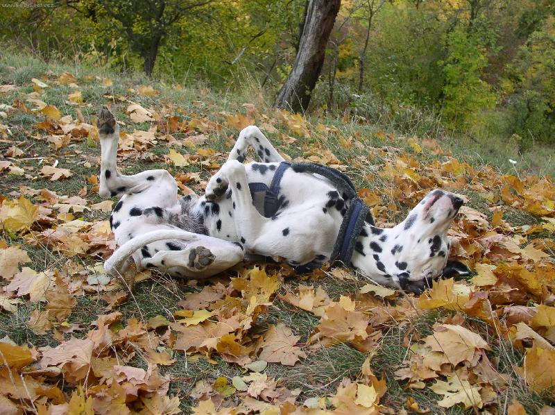 Foto: Podzimové rochnění-Denísek v listí