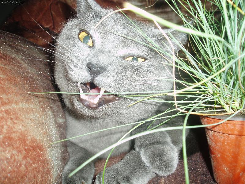 Foto: Tonánek-mňam,mňam