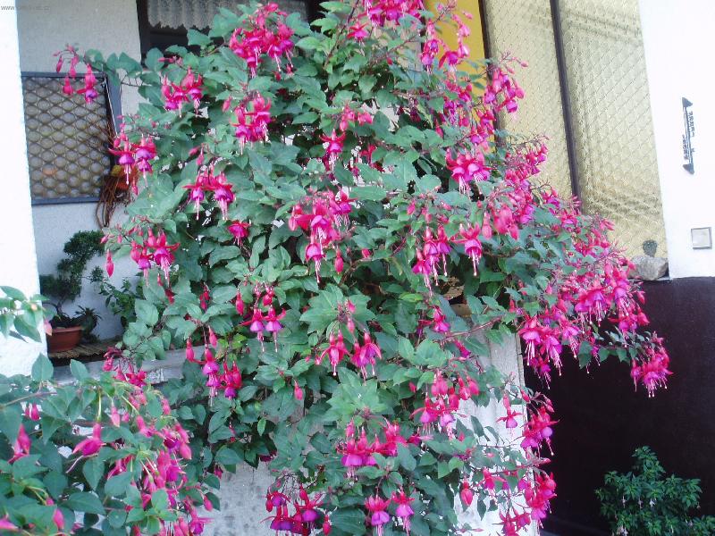 Foto: 8 - letá fuchsie