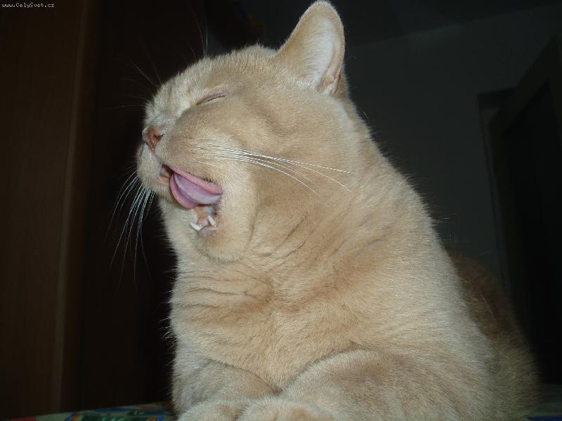 Foto: Filípek-už bych spinkal:-)