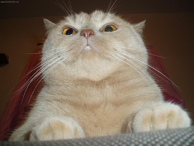 Foto: Filípek-a teď tu poroučím já:-)