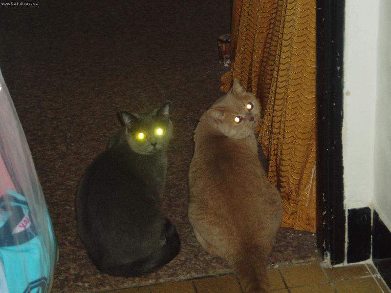 Foto: Tonánek a Filípek-bratrstvo očí baterek:-)