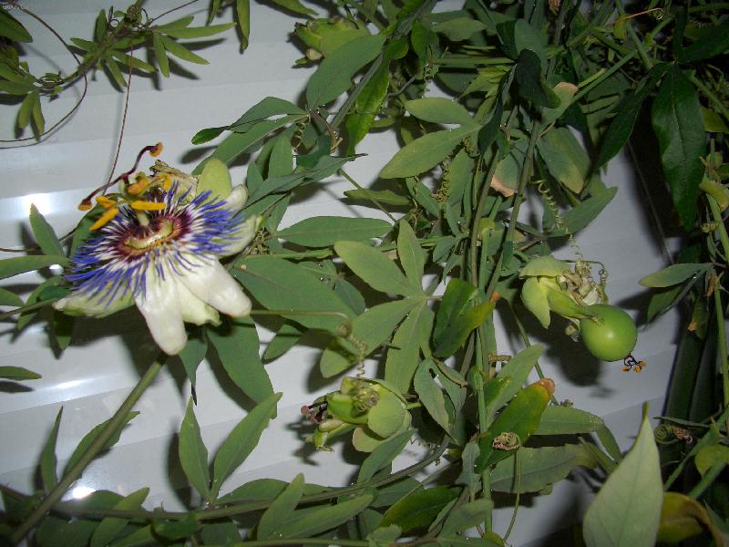 Foto: plod mučenky-mučenka,která mi poděkovala za péči svými plody