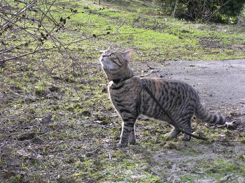 Foto: Jaro krásně voní-Náš želvovinový kocourek Bodie na své první jarní procházce