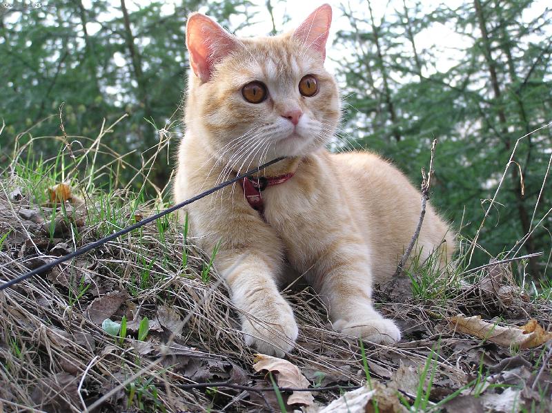 Foto: Tady to mám ráda-Naše kočička Bublina na procházce