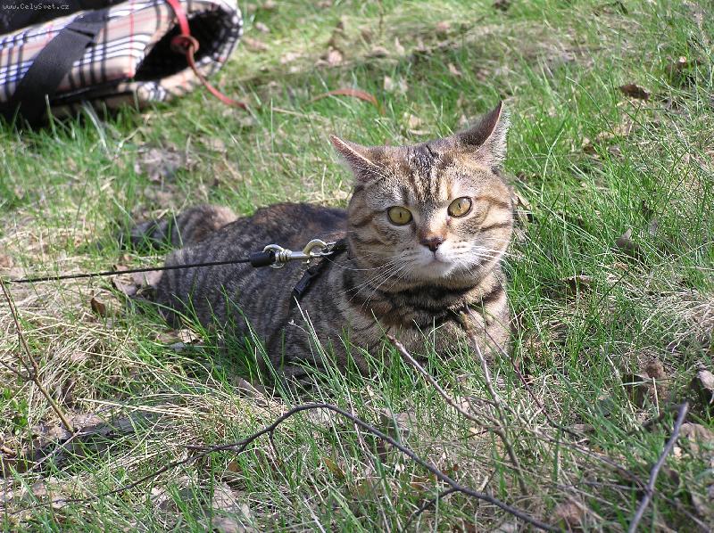 Foto: Takový výlet to jednoho zmůže-Náš kocourek Bodie na výletě