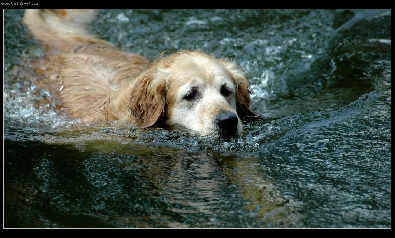 Foto: Vydrž! Už ti plavu na pomoc ...