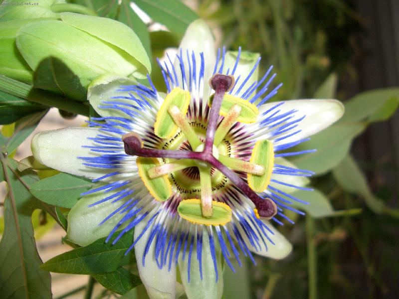 Foto: mučenka-mučenka