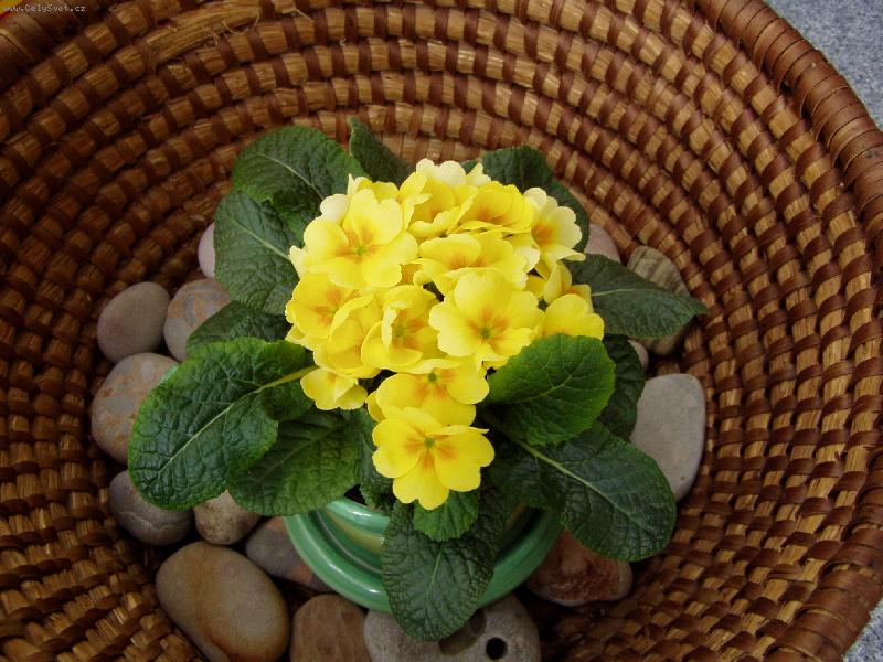 Foto: Jarní potěšení-"sluníčko"