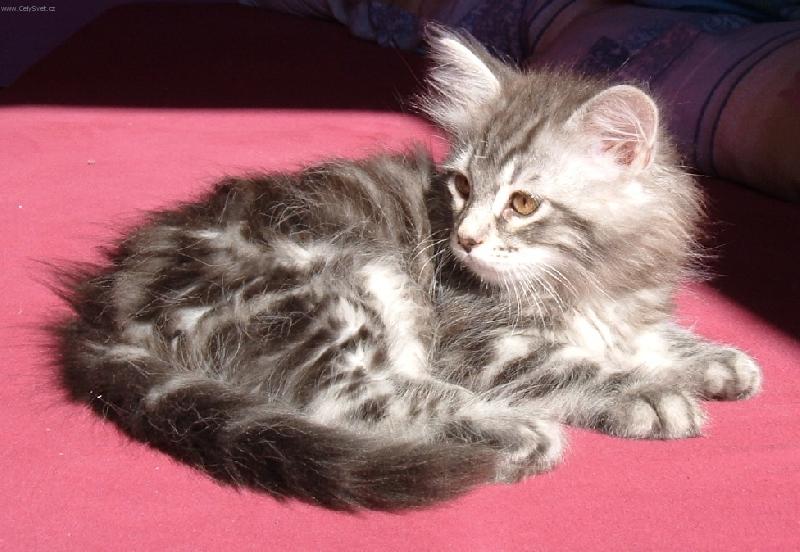 Foto: Tygřík Mikeš-prostě miláček!