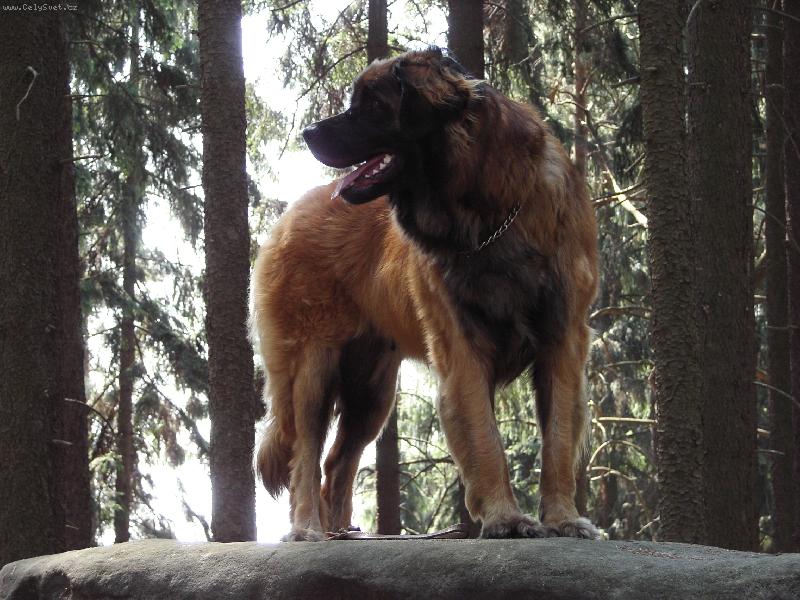 Foto: Bonnie B. Bora z Milotiček-Výlet do skal.