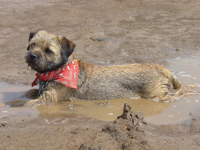 Foto: *Bahenní lázně, ty já mám nejradši!*-Borderteriér s červeným šátečkem ležící v bahnité kaluži
