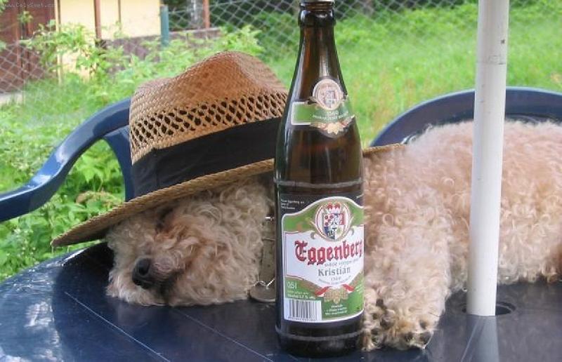 Foto: já a paníčkovo pivo...-Uff, ta letní vedra pro mě teda fakt nejsou....