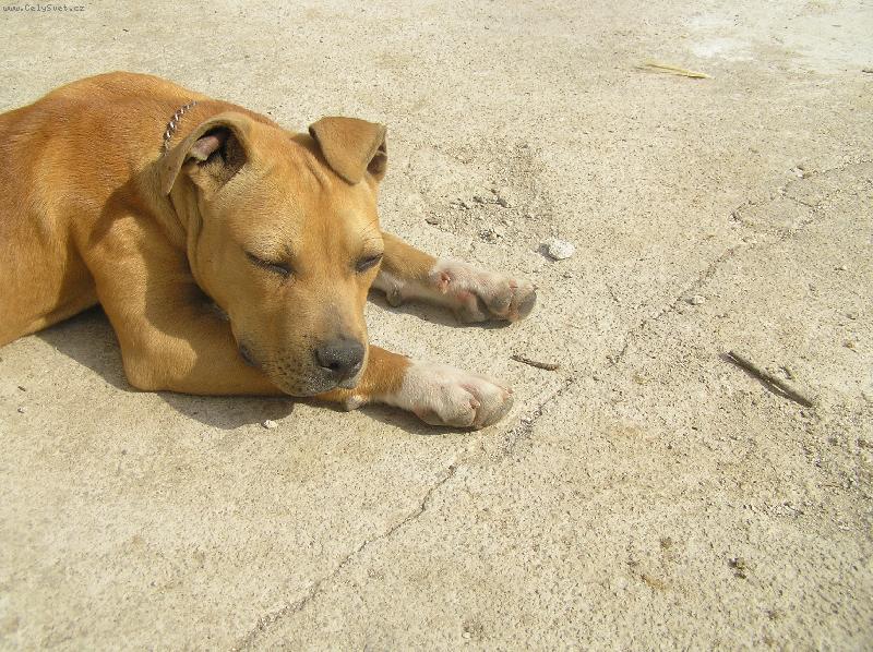 Foto: spinkám na slniečku-pitbullka Lolly