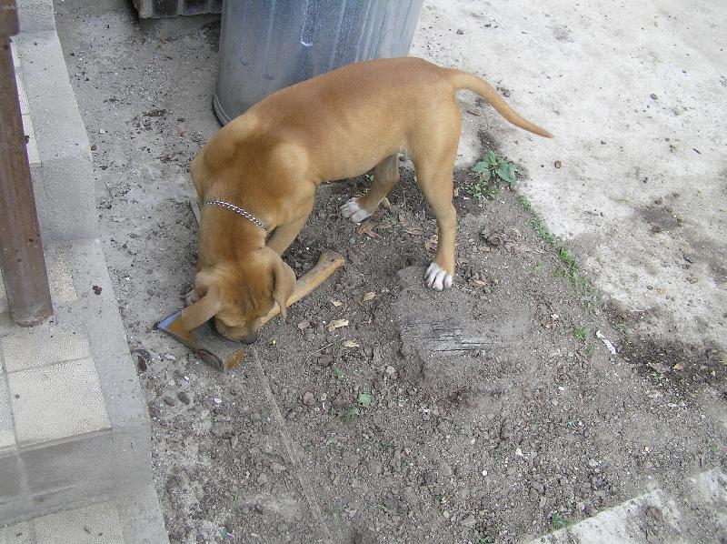 Foto: so sekerou sa viem pohra-pitbullka Lolly