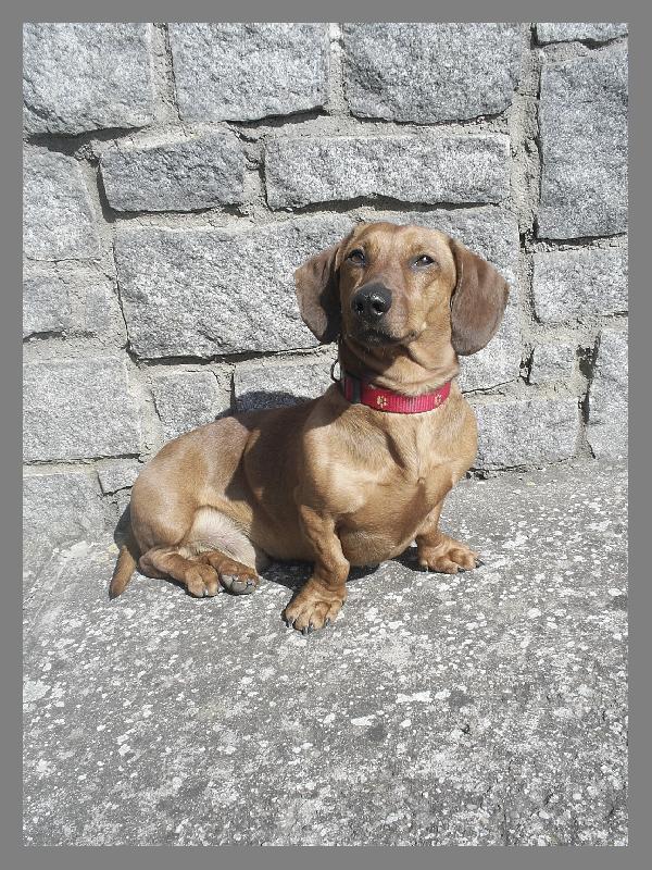 Foto: Můj pes-Filip