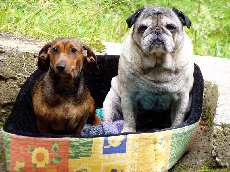 Foto: Kamarádi-V pelíšku mě navštívila jezevčice