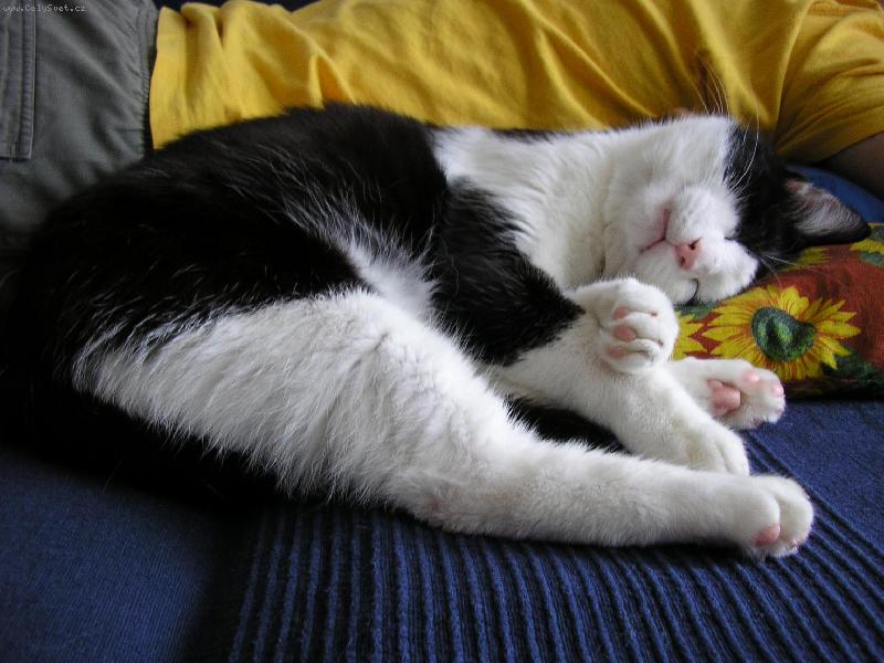 Foto: Můj Mikešek-Spánek po únavném celém dni spaní.