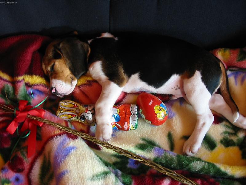 Foto: Velikonoce-To koledování mě nějak zmohlo!