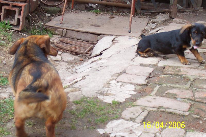 Foto: Vyplazuje jazyk-Broček a Ajax