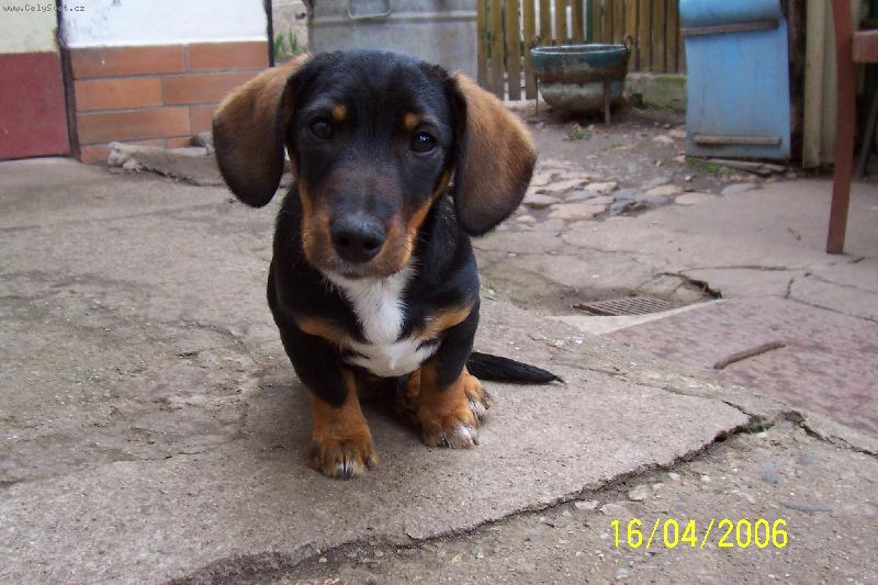 Foto: Broček-Smutnej zrovna vyspinkanej!