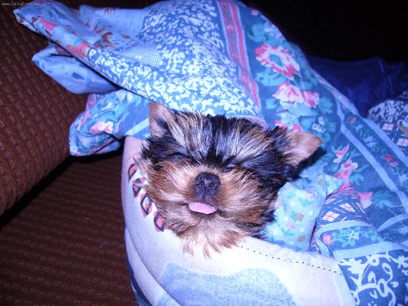 Foto: Sladké sny-Takhle spinkám já Monty