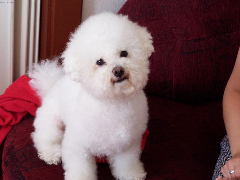 Foto: náš miláček-Bišonek Kenny