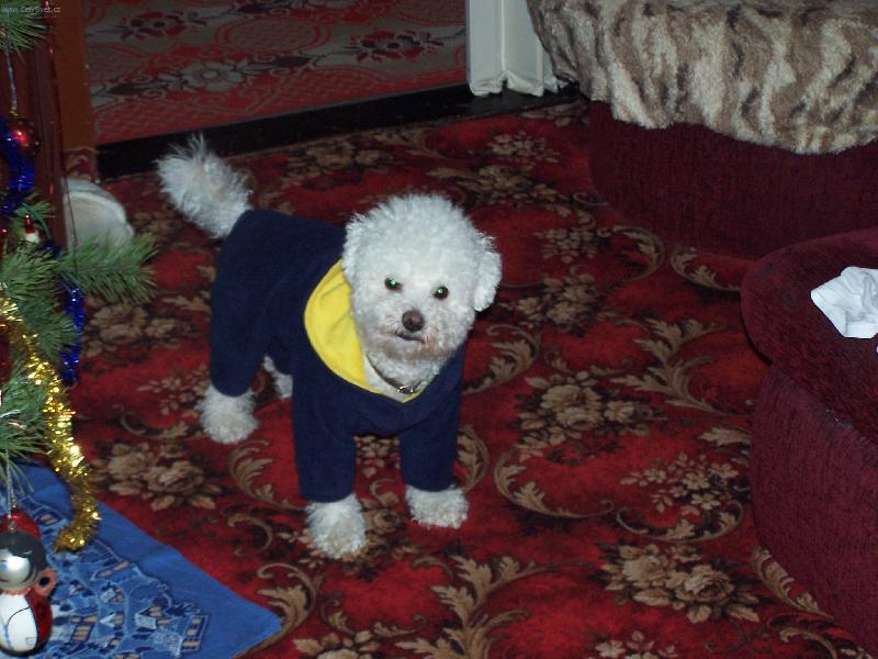 Foto: náš miláček-Bišonek Kenny