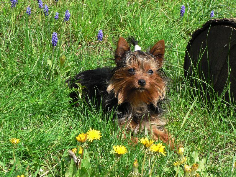Foto: Lilly-Nejraději si lebedím v trávě