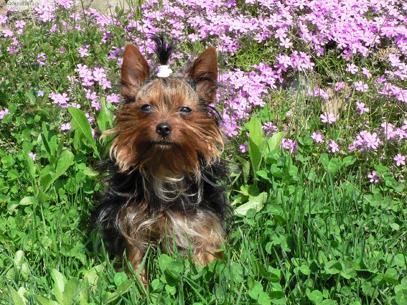 Foto: Lilly-Kytičky mám nejraději.......