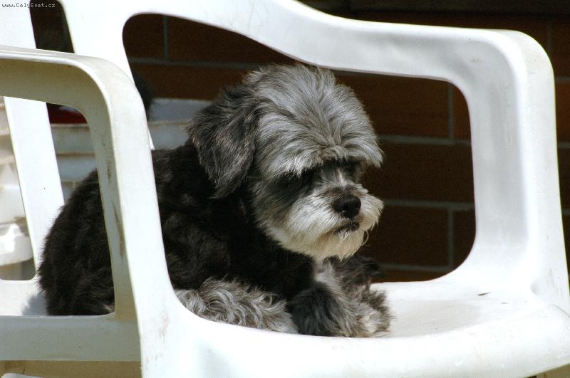 Foto: Benži na židli