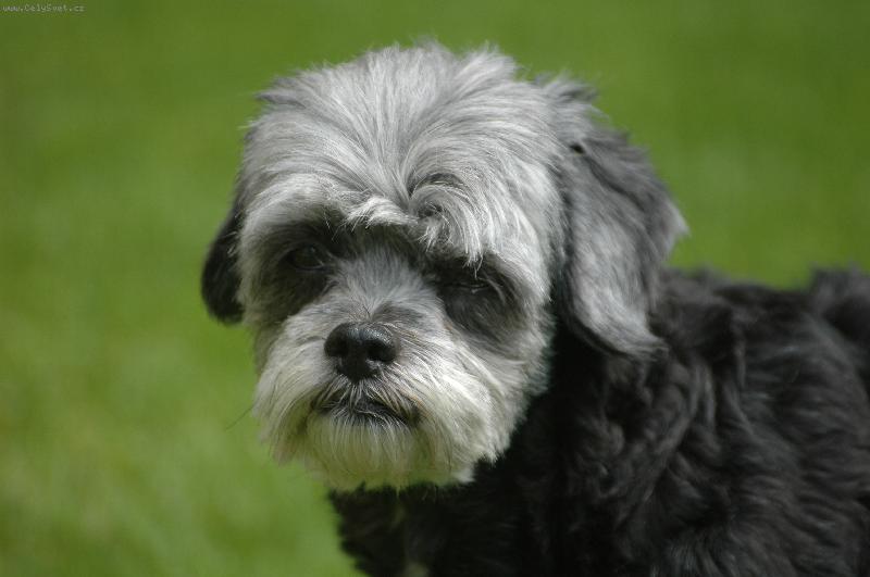 Foto: Jsem rozcuchaná....