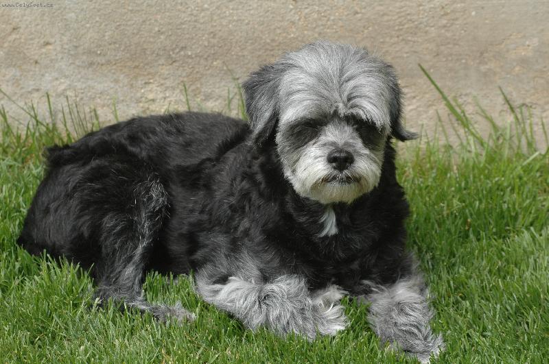 Foto: Odpočinek v trávě