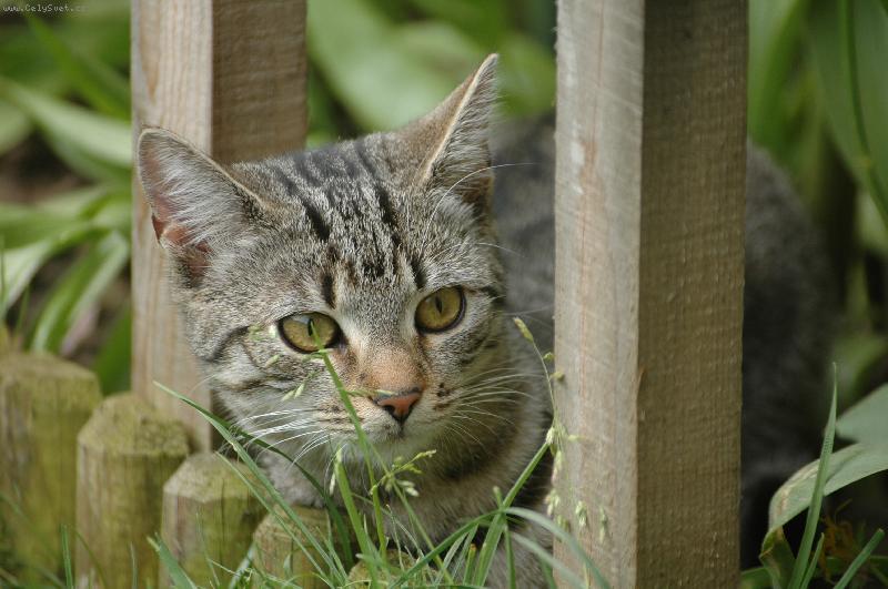 Foto: Polina na číhané