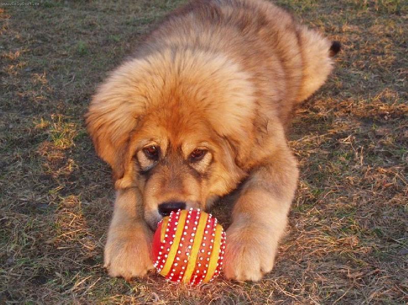 Foto: Dakynka-...můj nový míček