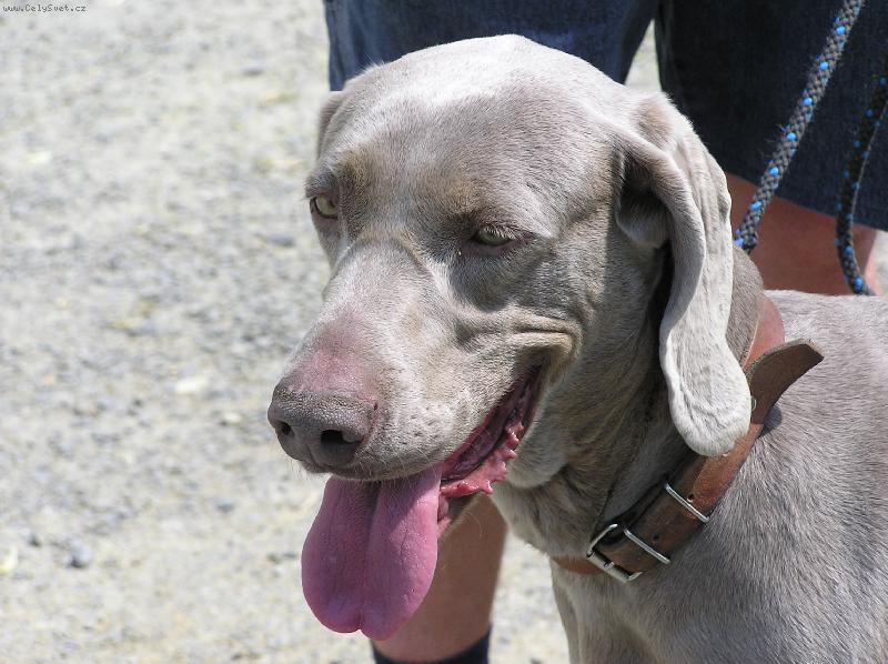 Foto: V pondělí 8.5.2006 - Orlík nad Vltavou - 1.výmarská ohařka-krásná šlechtična Sheella