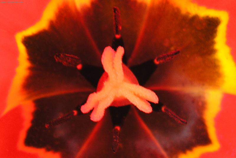 Foto: detail tulipánu-všimli jste si jak vypadá zblíska ?