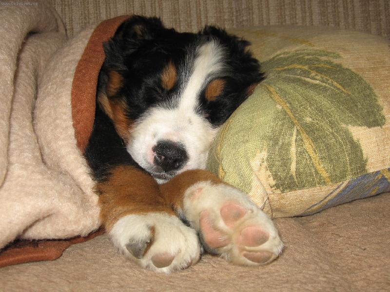 Foto: spící berňák