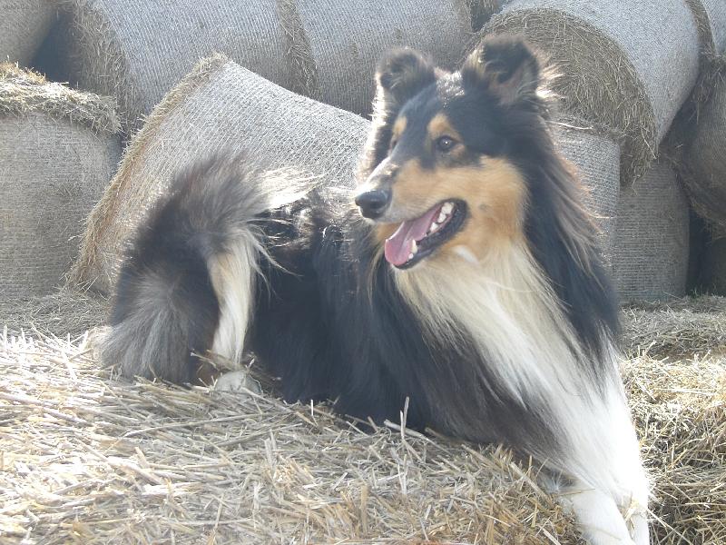 Foto: Ulvar black Vermiko-to je pohodička